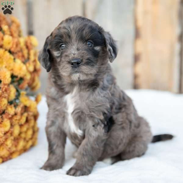 Peachey, Mini Goldendoodle Puppy